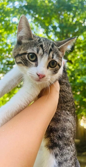 Donez 3 pui de pisica de 4 luni, ingrijiti si frumosi