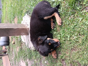 pui rottwailer  asteapta o familie - imagine 4