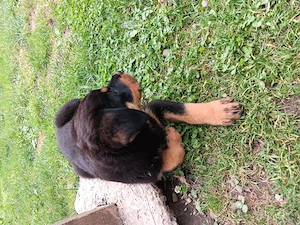 pui rottwailer  asteapta o familie - imagine 3