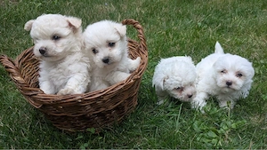 Bichon Maltese  Bichon maltez  Mini toy - imagine 2