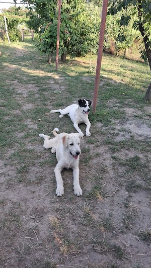 Cățeluși vaccinați, sterilizați și microcipați   adopție gratuită - imagine 3
