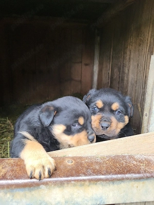 vând pui rottweiler 