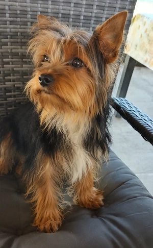 Mascul Yorkshire terrier talia mică  - imagine 2