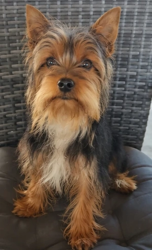 Mascul Yorkshire terrier talia mică  - imagine 4