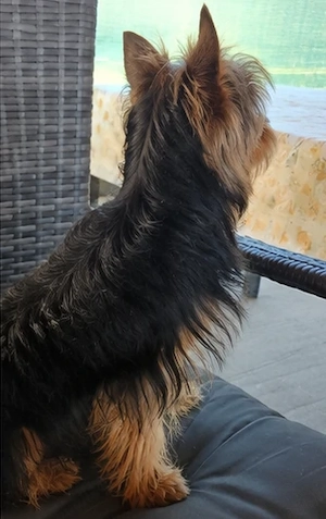 Mascul Yorkshire terrier talia mică 