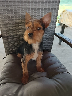 Mascul Yorkshire terrier talia mică 