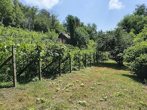 Teren intravilan 5.600 mp Valea Budului   Mărgineni, Bacău | 25EUR mp | Ideal casă Investiție. - imagine 2