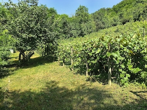 Teren intravilan 5.600 mp Valea Budului   Mărgineni, Bacău | 25EUR mp | Ideal casă Investiție. - imagine 4