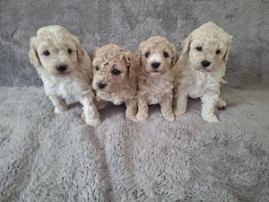 Maltipoo de vanzare  - imagine 3