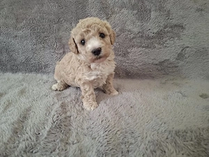 Maltipoo de vanzare  - imagine 2