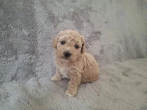 Maltipoo de vanzare 
