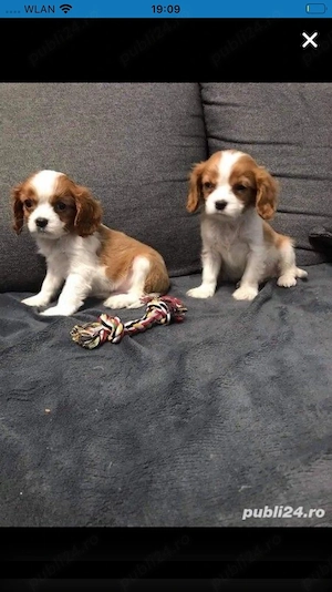 Cavalier king kharles
