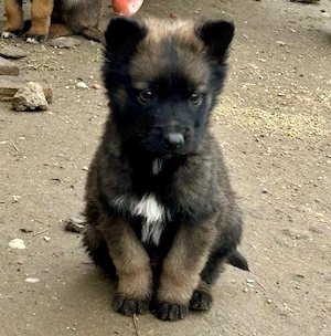 Pui Ciobanesc Malinois - imagine 2