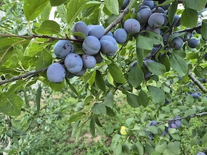 Prune de masa