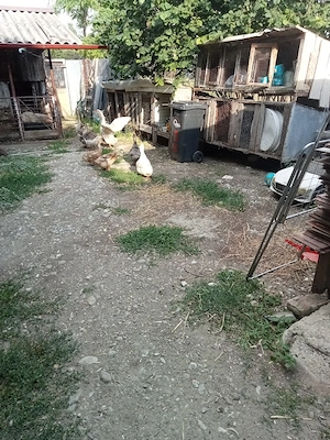 schimb patru gaste și  cinci rate cu purcei  - imagine 2