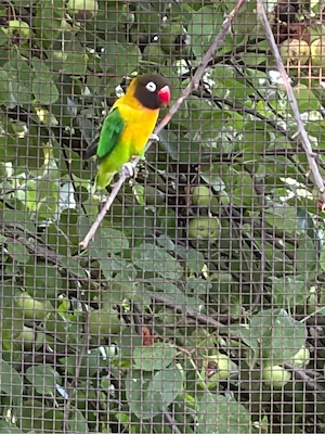 Agapornis mascat 