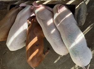Vând purcei metis de landrace cu duroc  - imagine 2