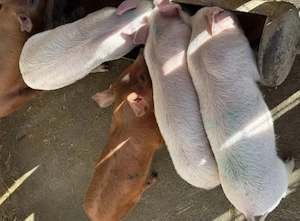 Vând purcei metis de landrace cu duroc 