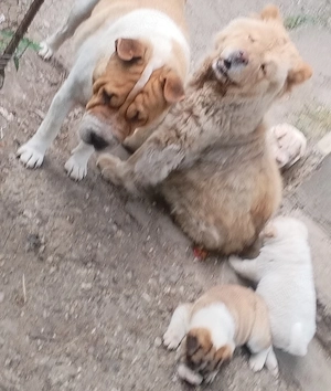 catei mici catel caine rasa  chowchow cu sharpei