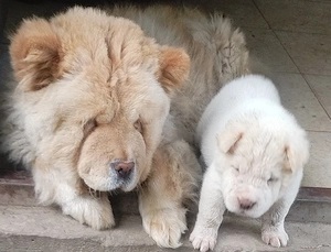catei catelusi caini mici chow chow cu sharpei