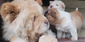 4 catei mici rasa chow chow cu sharpei