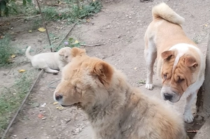 catei mici catel caine rasa  chowchow cu sharpei