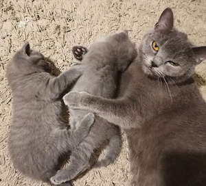 Pui British Shorthair Blue   Exemplare Deosebite - imagine 3