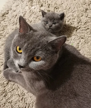 Pui British Shorthair Blue   Exemplare Deosebite - imagine 2