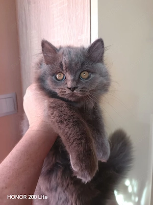 Motănel british longhair 