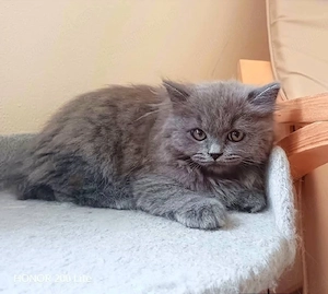 Pui british longhair 