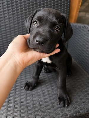 Catelusa Cane Corso 