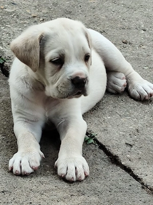 Catelusa Cane Corso  - imagine 2