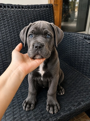 Catelusa Cane Corso 