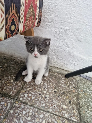 Puiuți Scottish Fold  - imagine 5