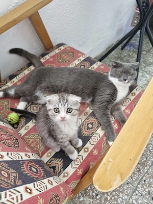 Puiuți Scottish Fold  - imagine 3