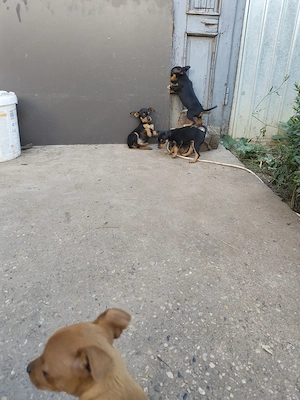 Pinscher Pitic - 2 catei   2 cateluse - imagine 3
