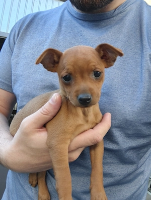 Pinscher Pitic - 2 catei   2 cateluse - imagine 4