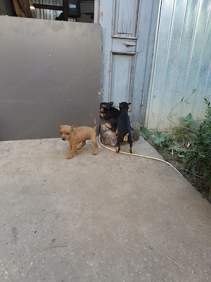 Pinscher Pitic - 2 catei   2 cateluse - imagine 5