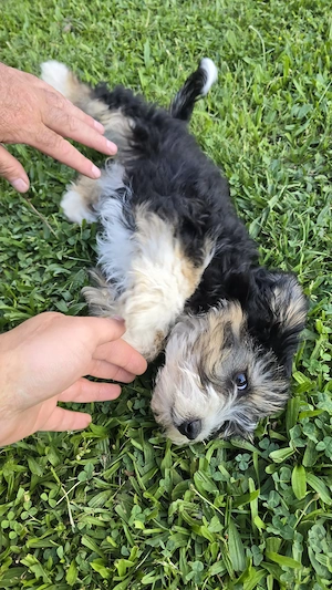 Bichon Maltez Negru - imagine 5