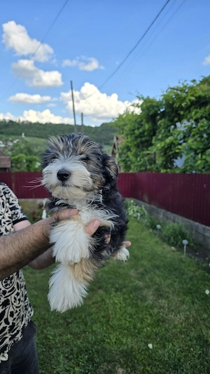 Bichon Maltez Negru - imagine 3