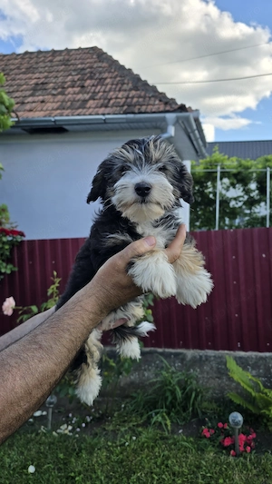 Bichon Maltez Negru