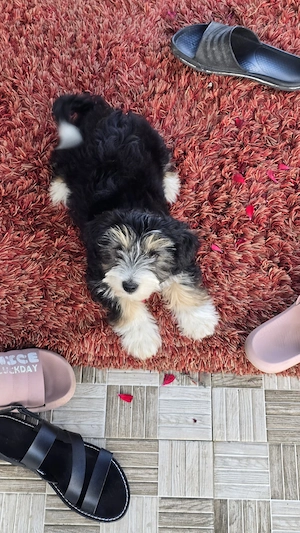 Bichon Maltez Negru - imagine 4