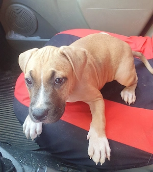 O frumusete de fetita Amstaff - imagine 2