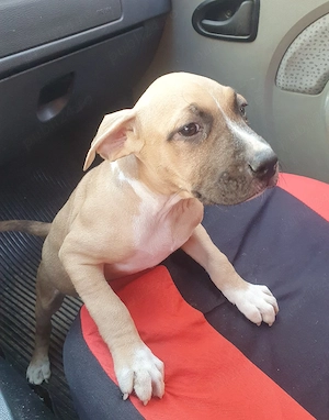 O frumusete de fetita Amstaff