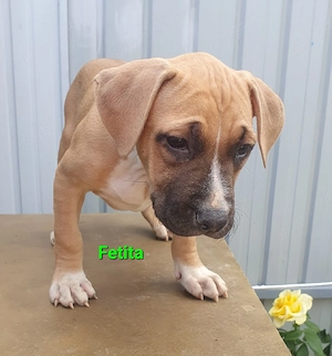 O frumusete de fetita Amstaff - imagine 5