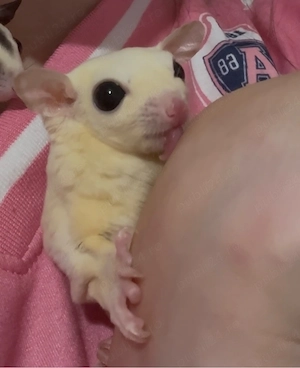 veverita zburatoare sugar glider femela alba - imagine 2