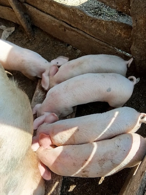 Vind purcei de 8 săptămâni.
