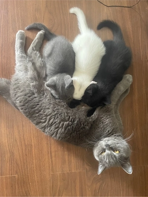 British shorthair negru - imagine 4