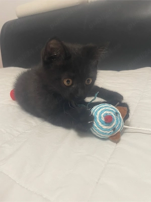 British shorthair negru - imagine 3