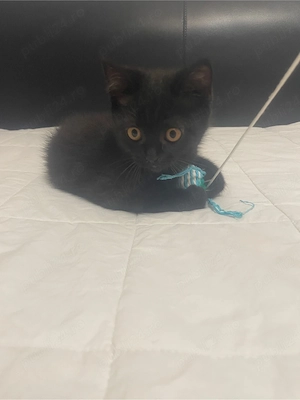 British shorthair negru - imagine 2